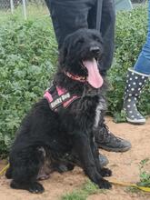 BINGO, Hund, Border Collie-Wasserhund-Mix in Spanien - Bild 3