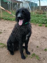 BINGO, Hund, Border Collie-Wasserhund-Mix in Spanien - Bild 4