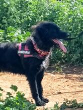 BINGO, Hund, Border Collie-Wasserhund-Mix in Spanien - Bild 5