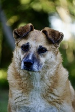 GENEVIEVE, Hund, Mischlingshund in Schönwalde-Glien
