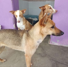ZORA, Hund, Deutscher Schäferhund in Spanien - Bild 1