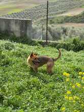 ZORA, Hund, Deutscher Schäferhund in Spanien - Bild 2