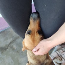 ZORA, Hund, Deutscher Schäferhund in Spanien - Bild 3