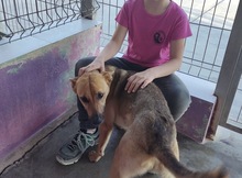 ZORA, Hund, Deutscher Schäferhund in Spanien - Bild 4
