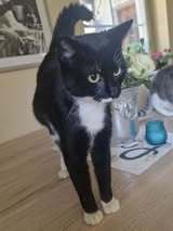 SHARI, Katze, Europäisch Kurzhaar in Bad Kötzting - Bild 1