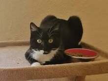 SHARI, Katze, Europäisch Kurzhaar in Bad Kötzting - Bild 2