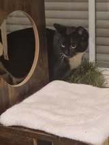 SHARI, Katze, Europäisch Kurzhaar in Bad Kötzting - Bild 3