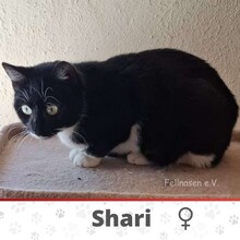 SHARI, Katze, Europäisch Kurzhaar in Bad Kötzting - Bild 4
