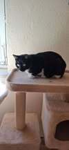 SHARI, Katze, Europäisch Kurzhaar in Bad Kötzting - Bild 5