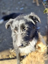 JOLIE, Hund, Mischlingshund in Rumänien - Bild 1