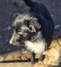 JOLIE, Hund, Mischlingshund in Rumänien - Bild 10
