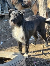 JOLIE, Hund, Mischlingshund in Rumänien - Bild 11