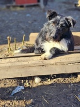 JOLIE, Hund, Mischlingshund in Rumänien - Bild 12