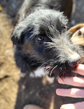 JOLIE, Hund, Mischlingshund in Rumänien - Bild 2
