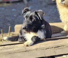 JOLIE, Hund, Mischlingshund in Rumänien - Bild 4