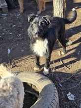 JOLIE, Hund, Mischlingshund in Rumänien - Bild 6