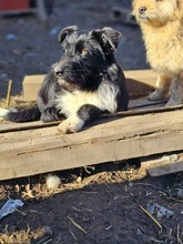 JOLIE, Hund, Mischlingshund in Rumänien - Bild 7