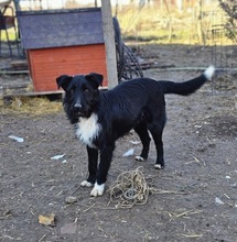JOLIE, Hund, Mischlingshund in Rumänien - Bild 8