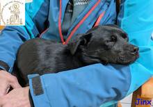JINX, Hund, Mischlingshund in Köln - Bild 2