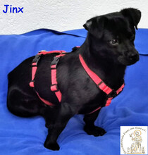 JINX, Hund, Mischlingshund in Köln - Bild 3