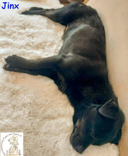 JINX, Hund, Mischlingshund in Köln - Bild 4