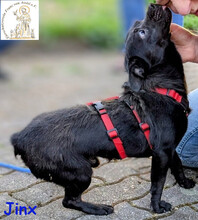 JINX, Hund, Mischlingshund in Köln - Bild 5
