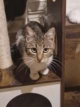 SALLY, Katze, Europäisch Kurzhaar in Bad Kötzting - Bild 1