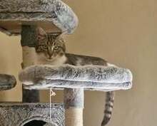 SALLY, Katze, Europäisch Kurzhaar in Bad Kötzting - Bild 2
