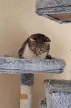 SALLY, Katze, Europäisch Kurzhaar in Bad Kötzting - Bild 3