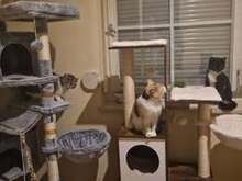 SALLY, Katze, Europäisch Kurzhaar in Bad Kötzting - Bild 4