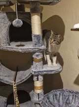 SALLY, Katze, Europäisch Kurzhaar in Bad Kötzting - Bild 5