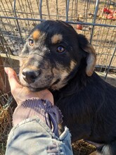 TOBY, Hund, Mischlingshund in Rumänien - Bild 2