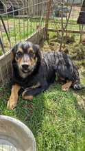 TOBY, Hund, Mischlingshund in Rumänien - Bild 3