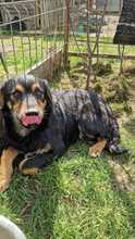TOBY, Hund, Mischlingshund in Rumänien - Bild 5