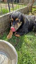 TOBY, Hund, Mischlingshund in Rumänien - Bild 7