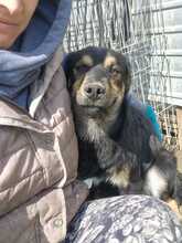 TOBY, Hund, Mischlingshund in Rumänien - Bild 8