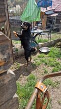 TOBY, Hund, Mischlingshund in Rumänien - Bild 9