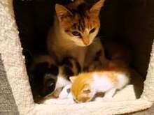 AYLA, Katze, Europäisch Kurzhaar in Bothel - Bild 1