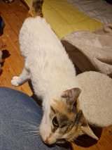 AYLA, Katze, Europäisch Kurzhaar in Bothel - Bild 2
