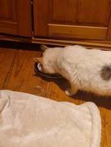 AYLA, Katze, Europäisch Kurzhaar in Bothel - Bild 4