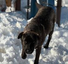 TOFFEE, Hund, Mischlingshund in Rumänien - Bild 1