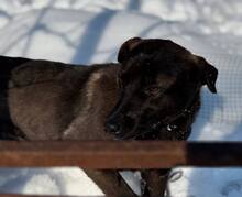 TOFFEE, Hund, Mischlingshund in Rumänien - Bild 10