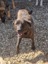 TOFFEE, Hund, Mischlingshund in Rumänien - Bild 2