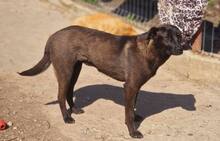TOFFEE, Hund, Mischlingshund in Rumänien - Bild 3