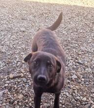 TOFFEE, Hund, Mischlingshund in Rumänien - Bild 4