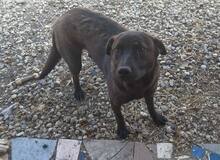 TOFFEE, Hund, Mischlingshund in Rumänien - Bild 6