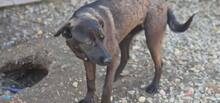 TOFFEE, Hund, Mischlingshund in Rumänien - Bild 7