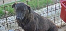 TOFFEE, Hund, Mischlingshund in Rumänien - Bild 8