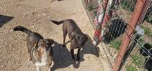 TOFFEE, Hund, Mischlingshund in Rumänien - Bild 9