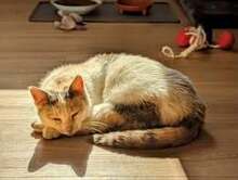 BALI, Katze, Europäisch Kurzhaar in Essen